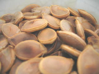 kabocha seed