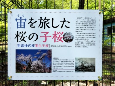 山高神代桜01